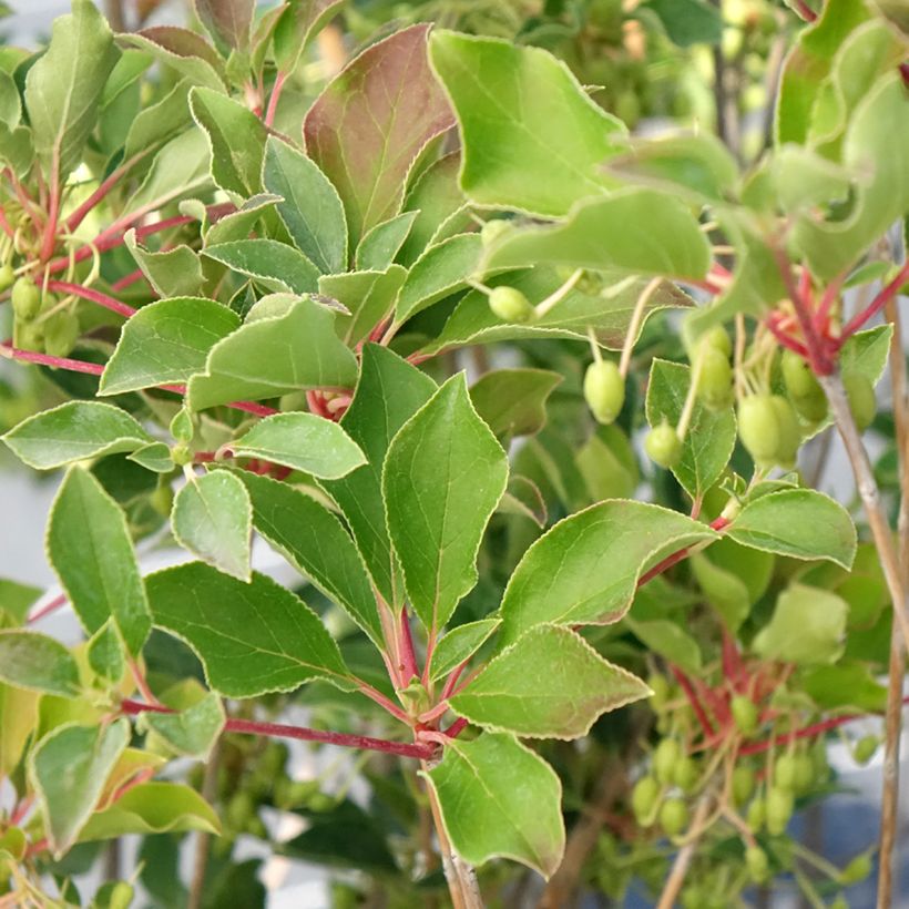 Kellopensas Prettycoat (Lehvistö)