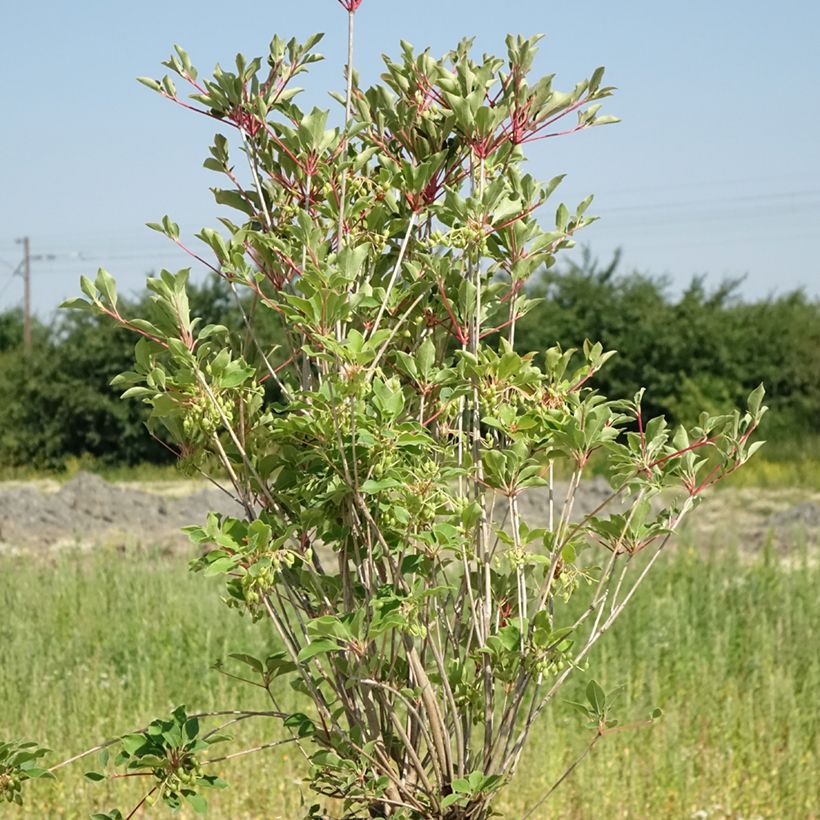 Kellopensas Prettycoat (Kasvutapa)
