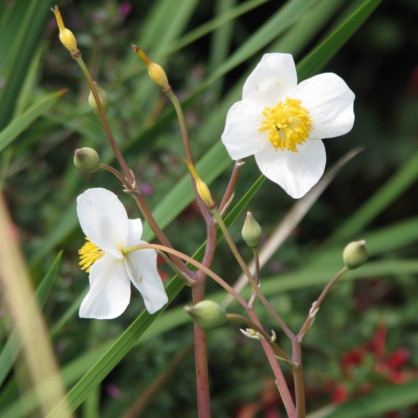 Eomecon chionantha (Kukinta)