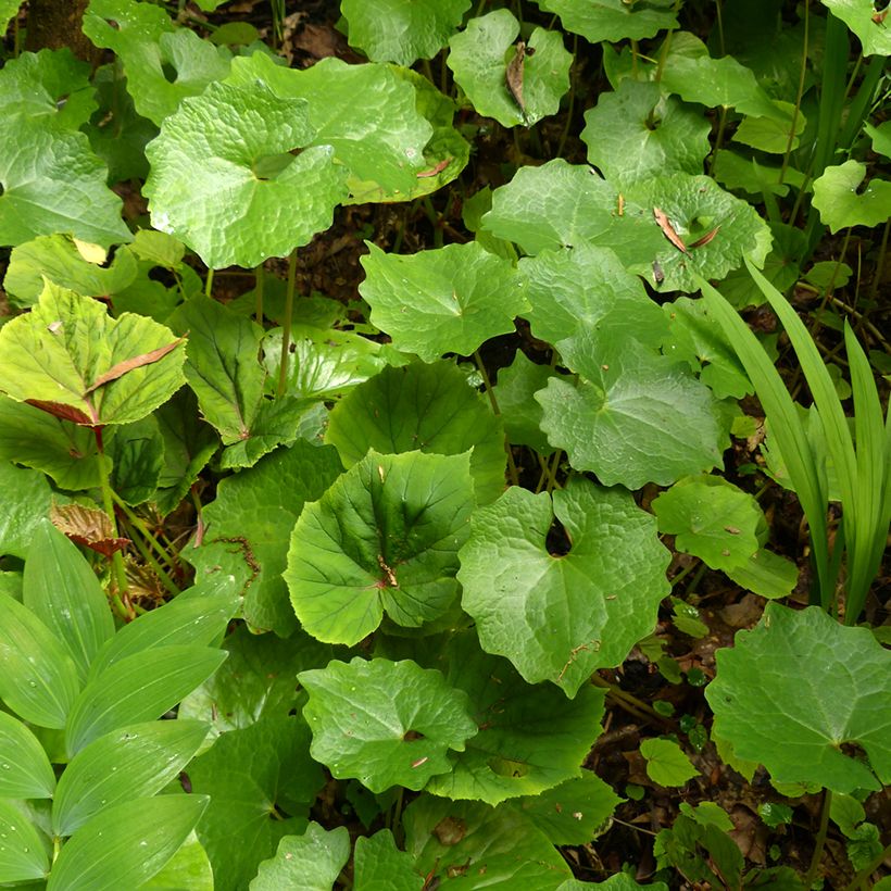 Eomecon chionantha (Lehvistö)