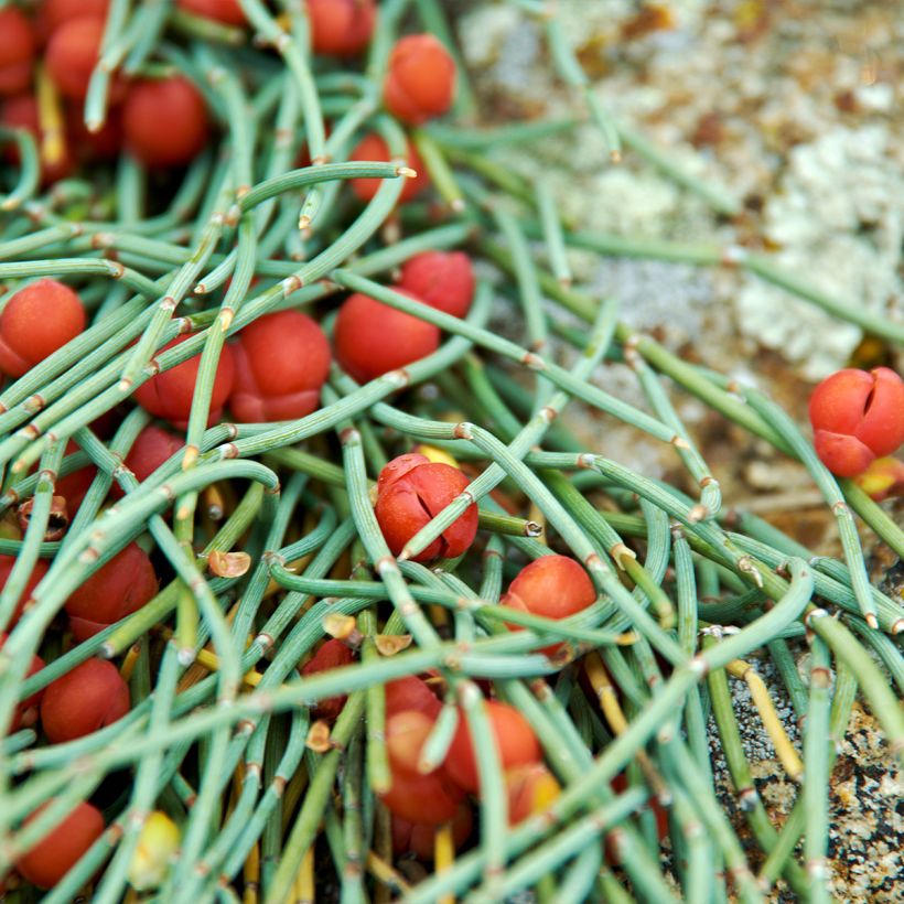 Ephedra minima (Lehvistö)