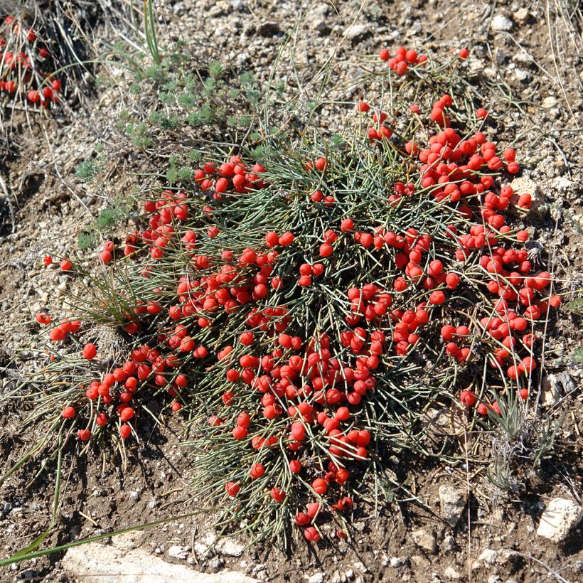 Ephedra minima (Kasvutapa)