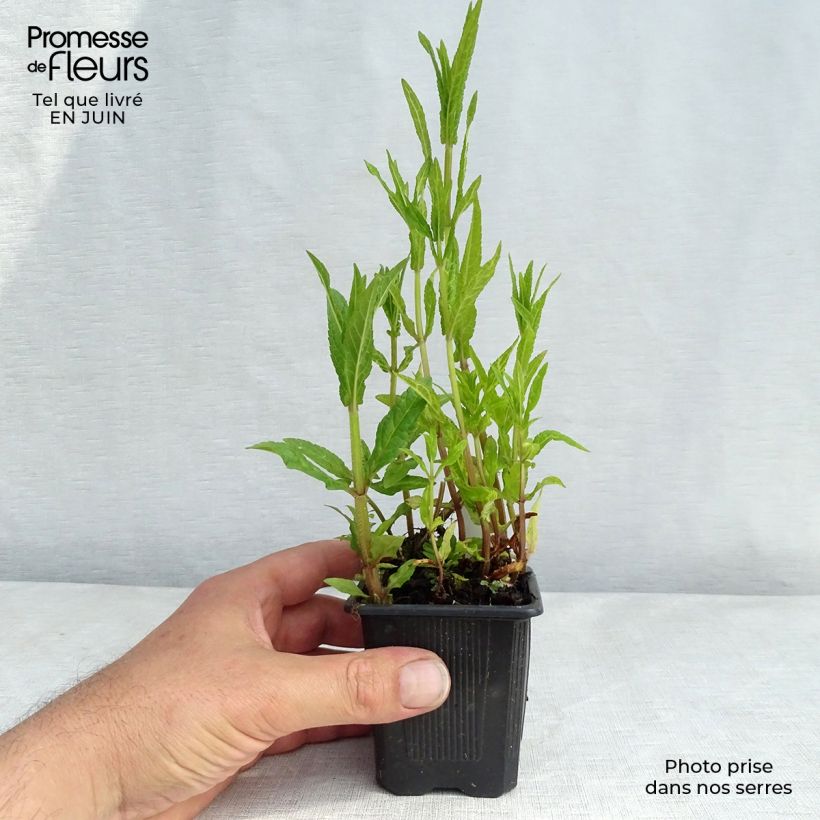 Esimerkki kesällä toimitetusta Peltopähkämö - Stachys palustris Taimiruukku 8/9 cm-taimesta