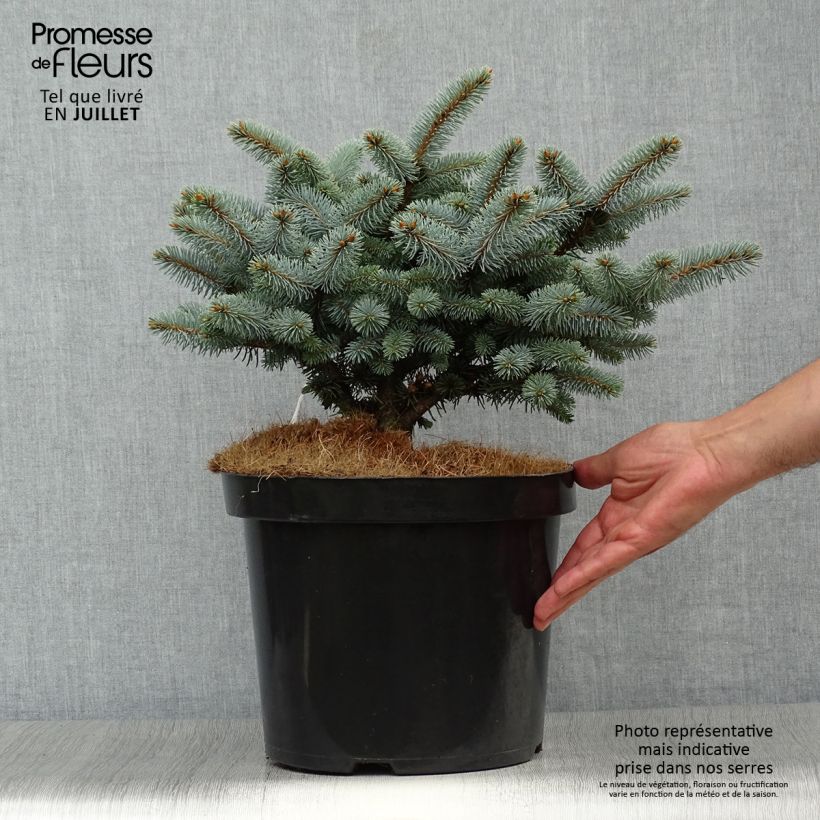 Esimerkki kesällä toimitetusta Okakuusi Glauca Globosa Pot de 4L/5L-taimesta