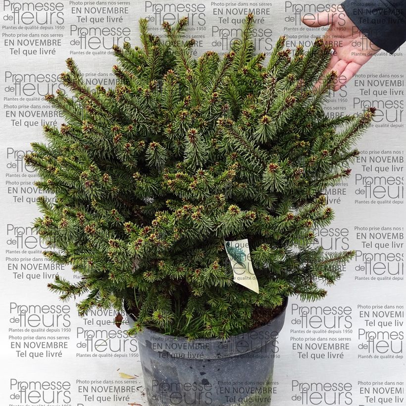 Esimerkki toimitetusta Metsäkuusi Hana Subutus Pot de 7,5L/10L-taimesta