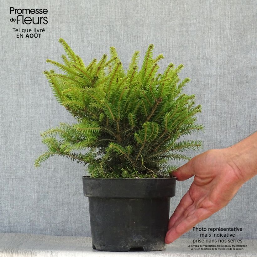 Esimerkki kesällä toimitetusta Metsäkuusi Nidiformis Pot de 2L/3L-taimesta