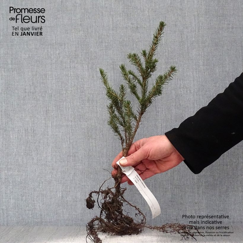 Esimerkki talvella toimitetusta Metsäkuusi - Picea abies Paljasjuurinen-taimesta
