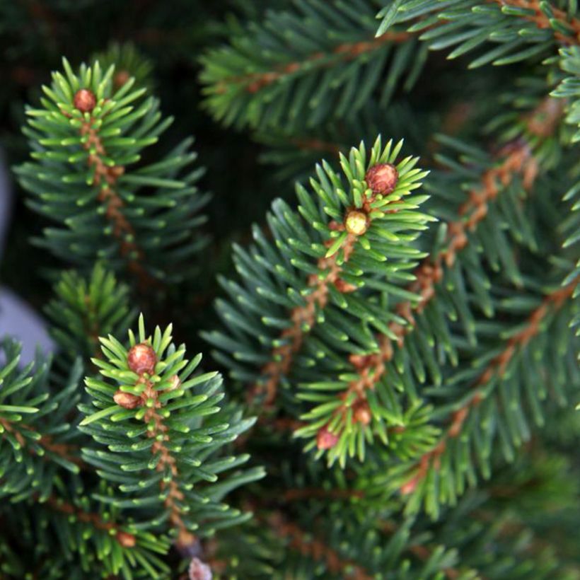 Metsäkuusi Will's Zwerg (Lehvistö)