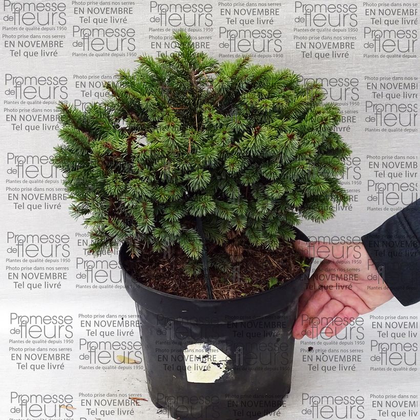 Esimerkki toimitetusta Sitkankuusi Rom Pot de 7,5L/10L-taimesta