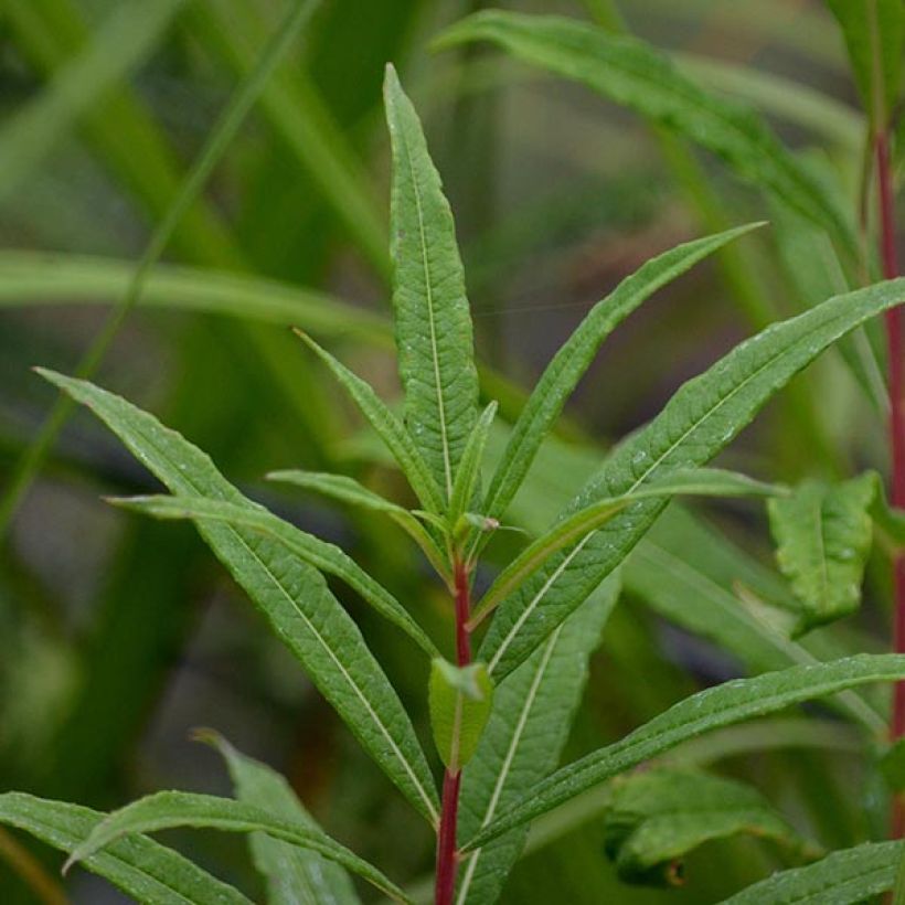 Maitohorsma Stahl Rose (Lehvistö)