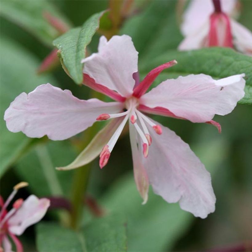 Maitohorsma Stahl Rose (Kukinta)