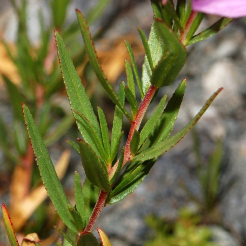 Horsma - Epilobium fleischeri (Lehvistö)