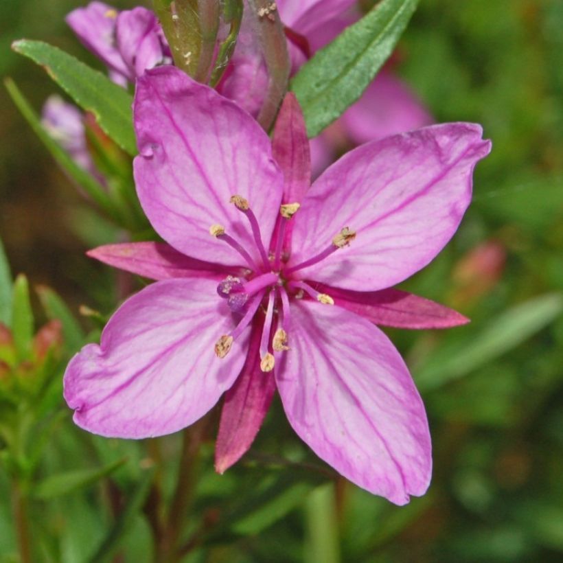 Horsma - Epilobium fleischeri (Kukinta)