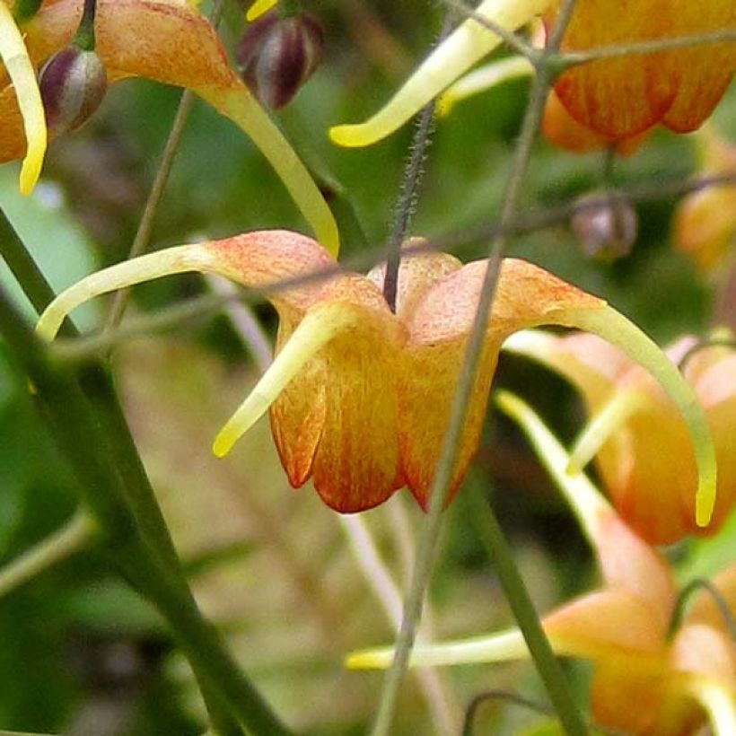 Varjohiippa Amber Queen (Kukinta)