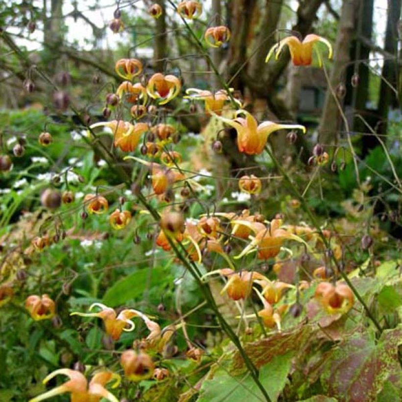 Varjohiippa Amber Queen (Kasvutapa)