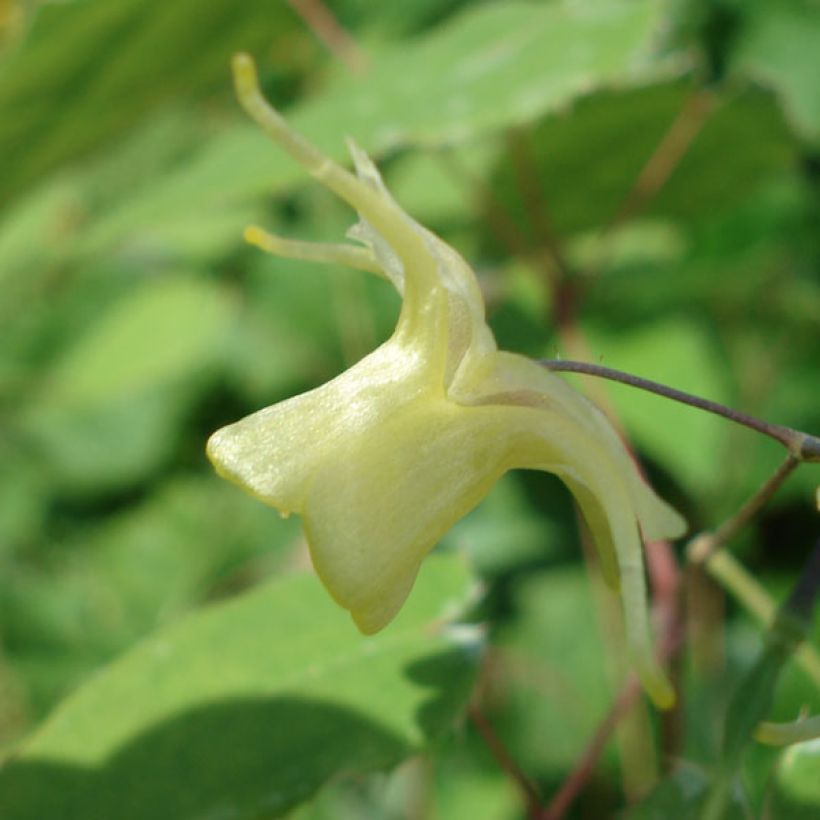 Varjohiippa Flower Of Sulphur (Kukinta)