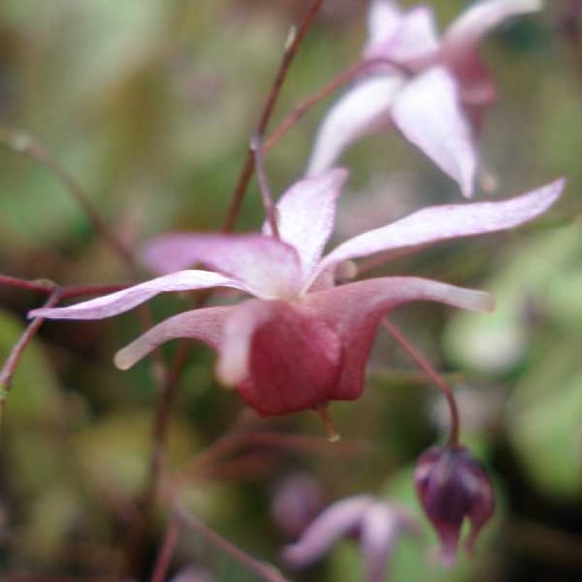 Varjohiippa Pink Elf (Kukinta)