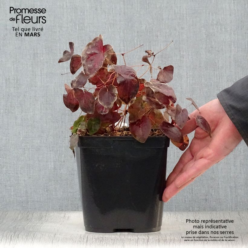 Esimerkki keväällä toimitetusta Varjohiippa - Epimedium acuminatum Pot de 2L/3L-taimesta