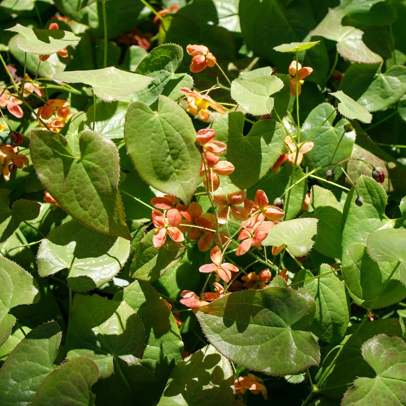 Alppivarjohiippa - Epimedium alpinum (Kasvutapa)