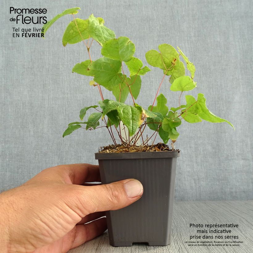 Esimerkki syksyllä toimitetusta Varjohiippa Asiatic hybrids 8/9 cm taimiruukku-taimesta