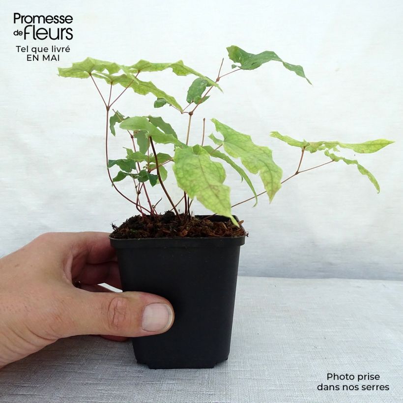 Esimerkki keväällä toimitetusta Varjohiippa - Epimedium dolichostemon Godet de 8/9 cm-taimesta