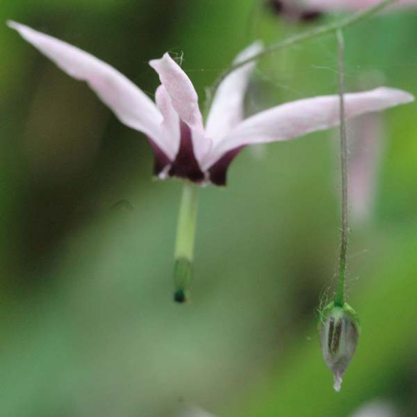 Varjohiippa Pink Constellation (Kukinta)