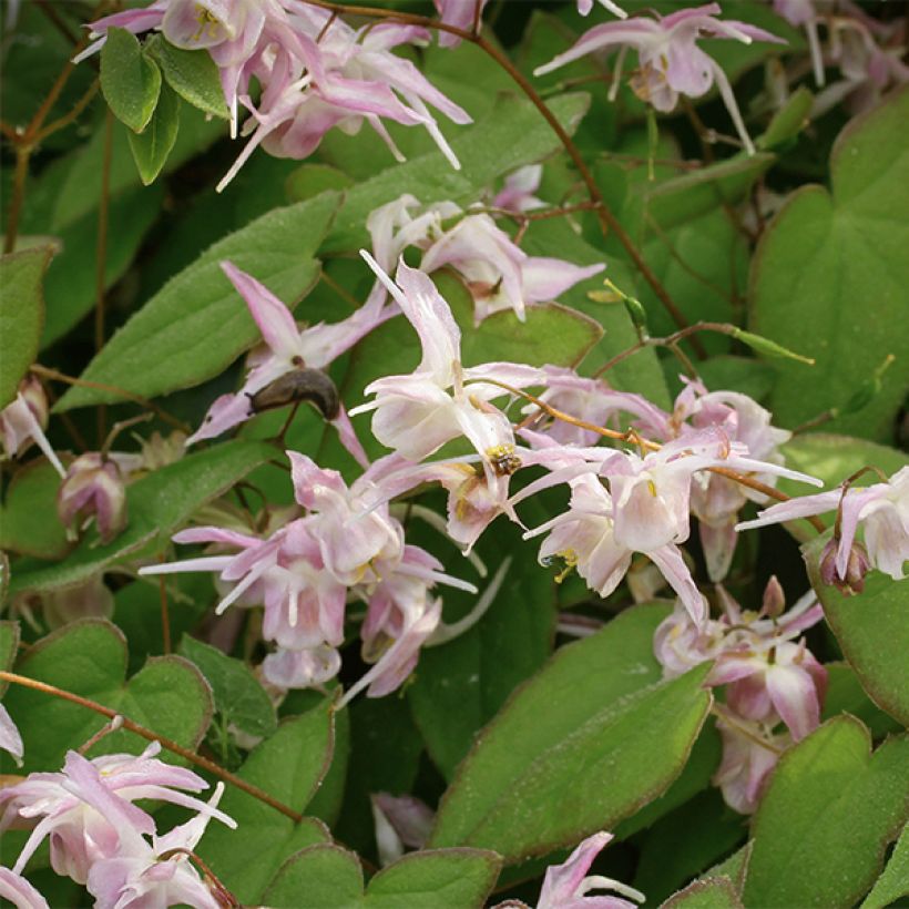 Idänvarjohiippa Akebono (Kukinta)