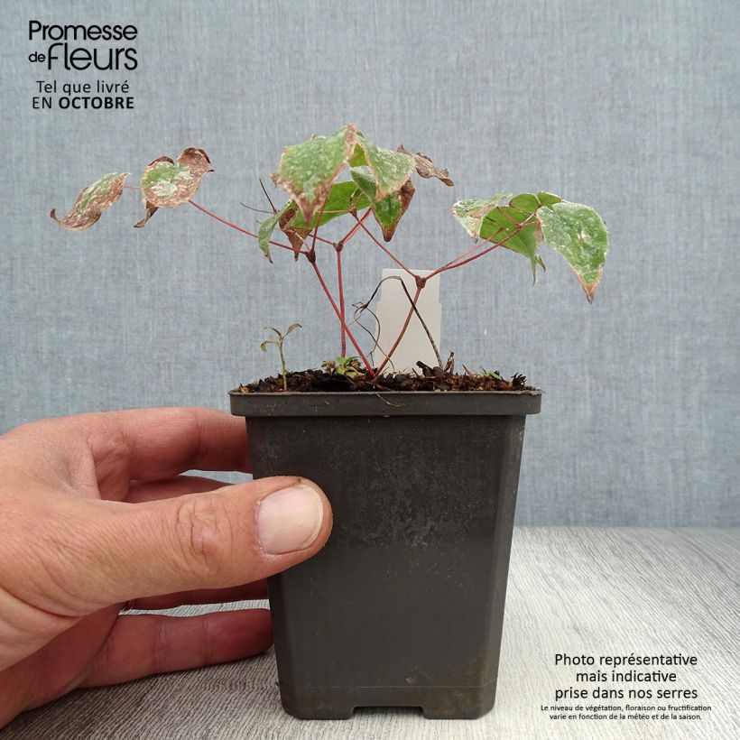 Esimerkki syksyllä toimitetusta Idänvarjohiippa Purple Pixie 8/9 cm taimiruukku-taimesta