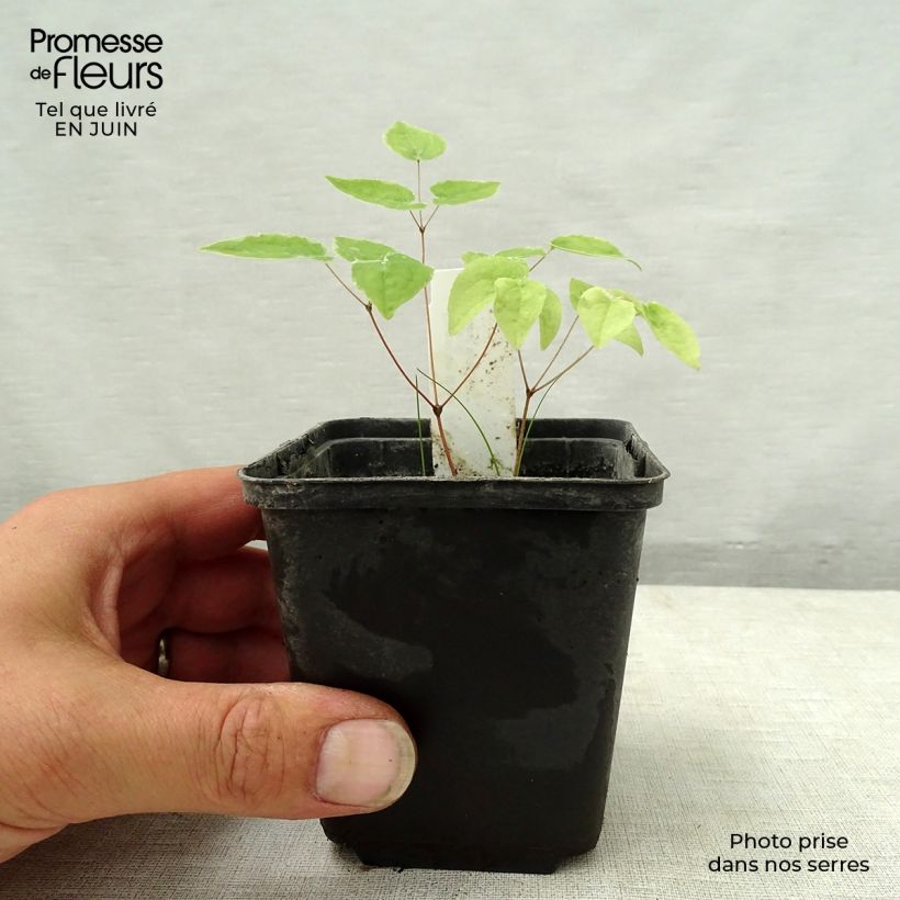 Esimerkki kesällä toimitetusta Idänvarjohiippa Purple Pixie Godet de 8/9 cm-taimesta
