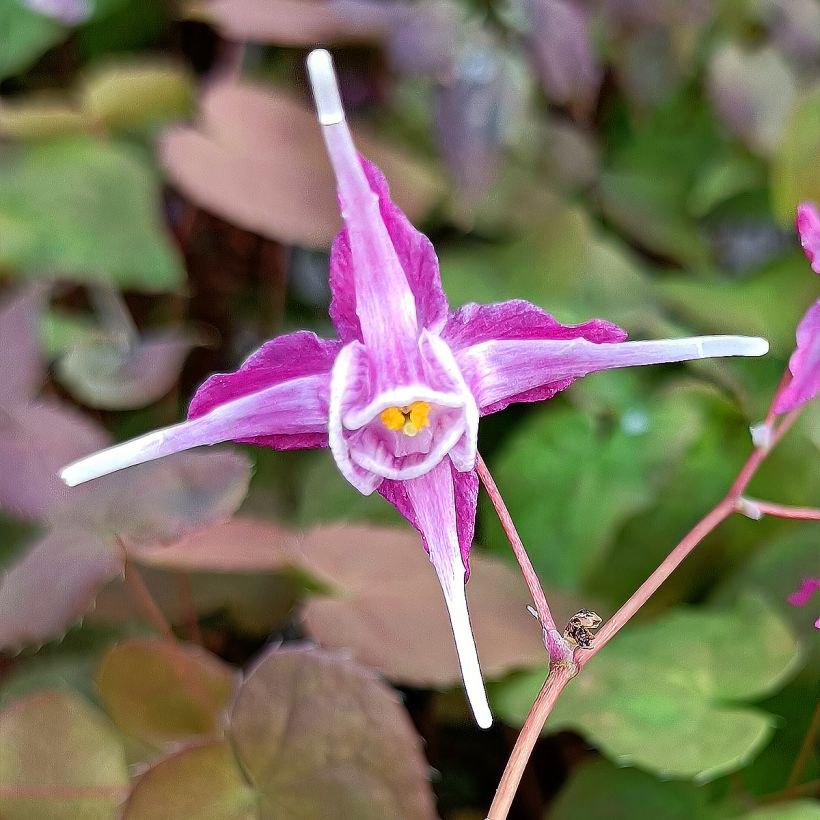 Idänvarjohiippa Purple Pixie (Kukinta)