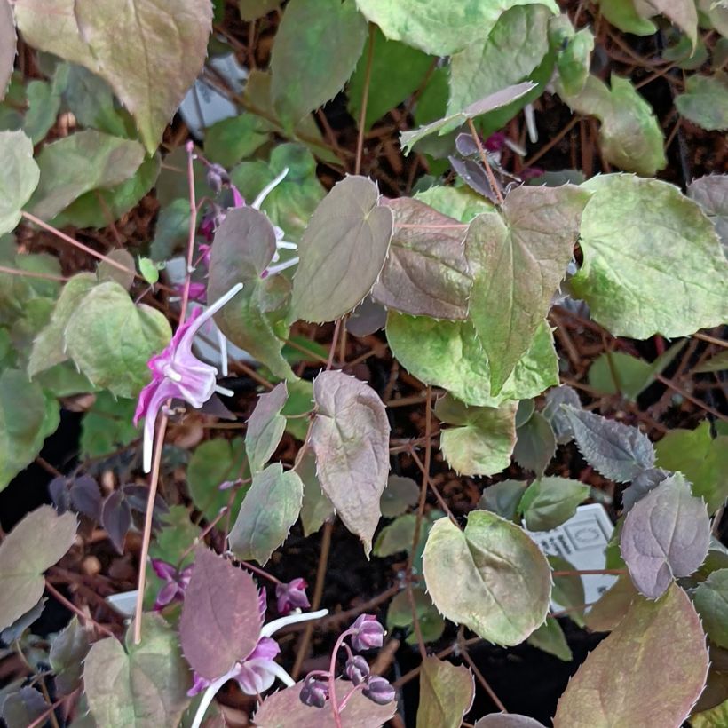 Idänvarjohiippa Purple Pixie (Lehvistö)