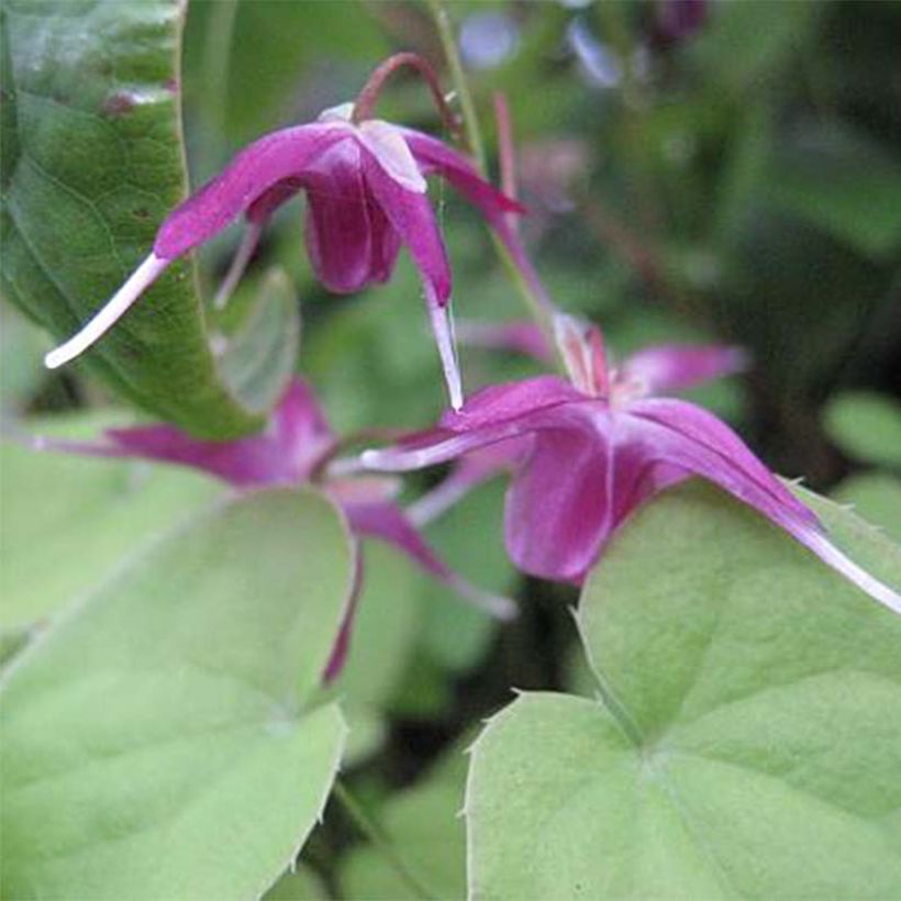 Idänvarjohiippa Shiho (Kukinta)