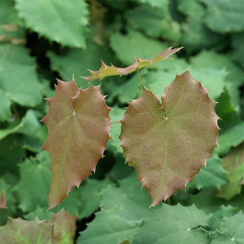 Varjohiippa - Epimedium pauciflorum (Lehvistö)