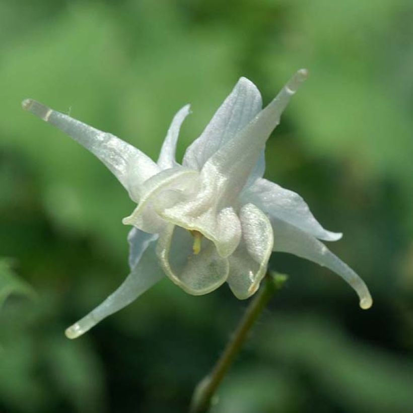 Varjohiippa - Epimedium pauciflorum (Kukinta)