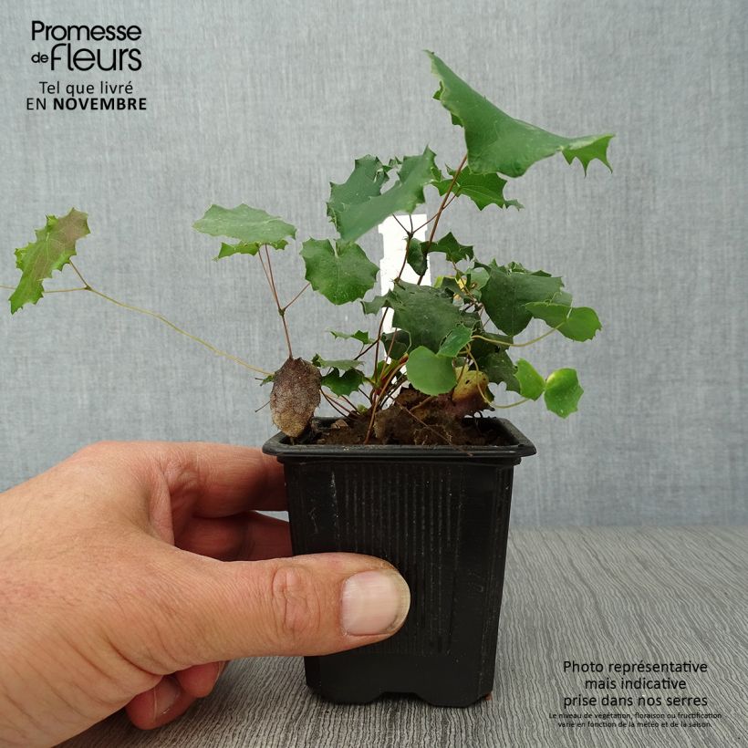 Esimerkki syksyllä toimitetusta Varjohiippa - Epimedium pauciflorum 8/9 cm taimiruukku-taimesta