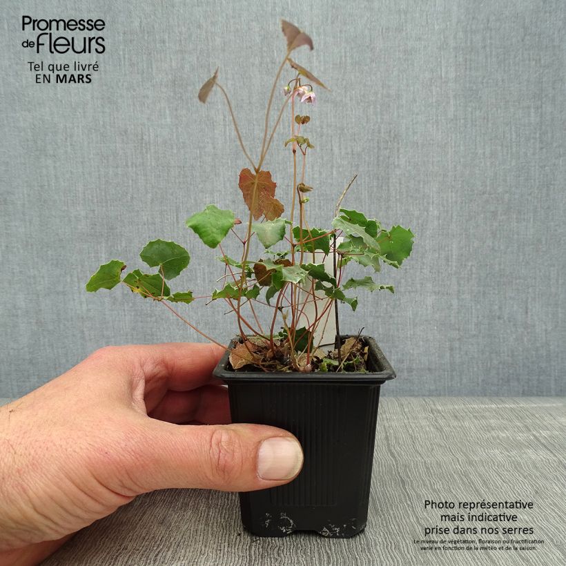Esimerkki keväällä toimitetusta Varjohiippa - Epimedium pauciflorum Godet de 8/9 cm-taimesta