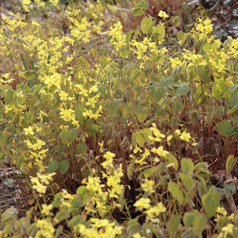 Varjohiippa - Epimedium pinnatum subsp. colchicum (Kukinta)