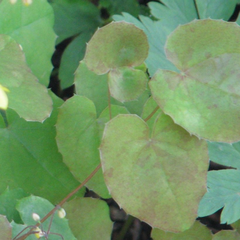 Varjohiippa - Epimedium platypetalum (Lehvistö)