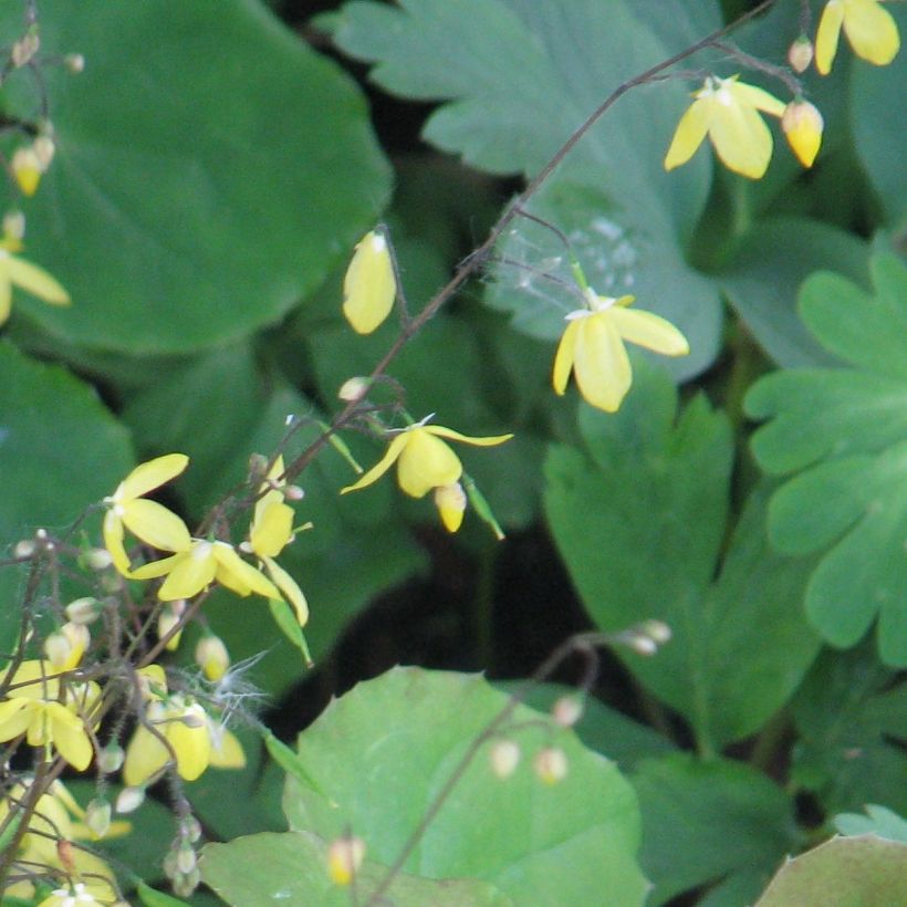 Varjohiippa - Epimedium platypetalum (Kukinta)