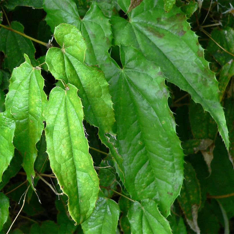 Varjohiippa - Epimedium pubescens (Lehvistö)