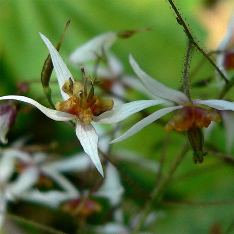 Varjohiippa - Epimedium pubescens (Kukinta)