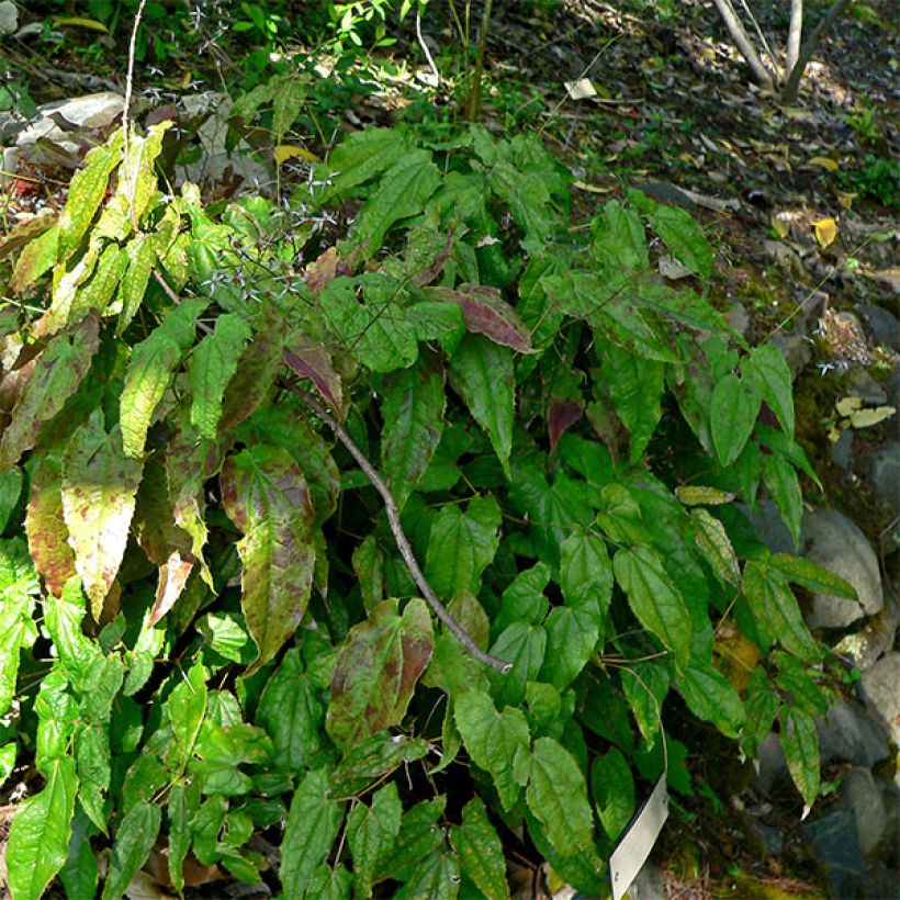 Varjohiippa - Epimedium pubescens (Kasvutapa)