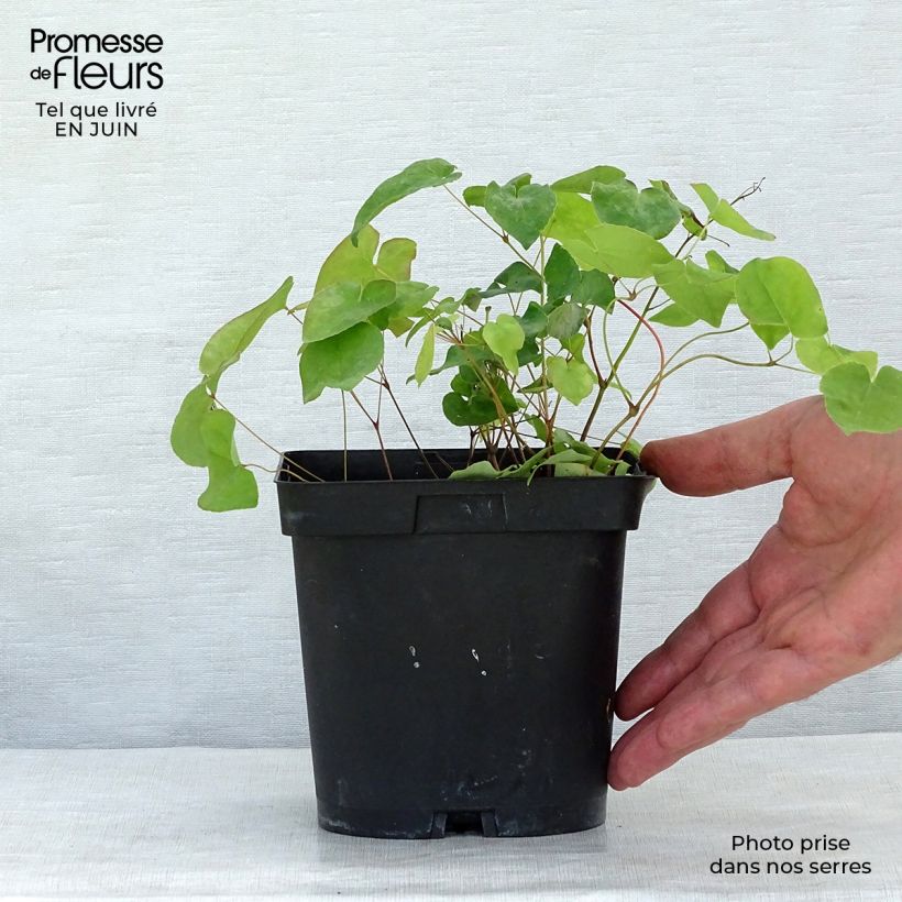 Esimerkki kesällä toimitetusta Jalokärsämö - Epimedium x rubrum Ruukku 2L / 3L-taimesta