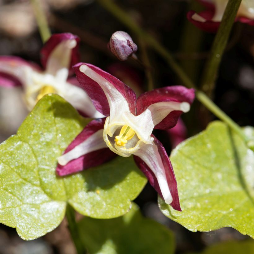 Jalokärsämö - Epimedium x rubrum (Kukinta)