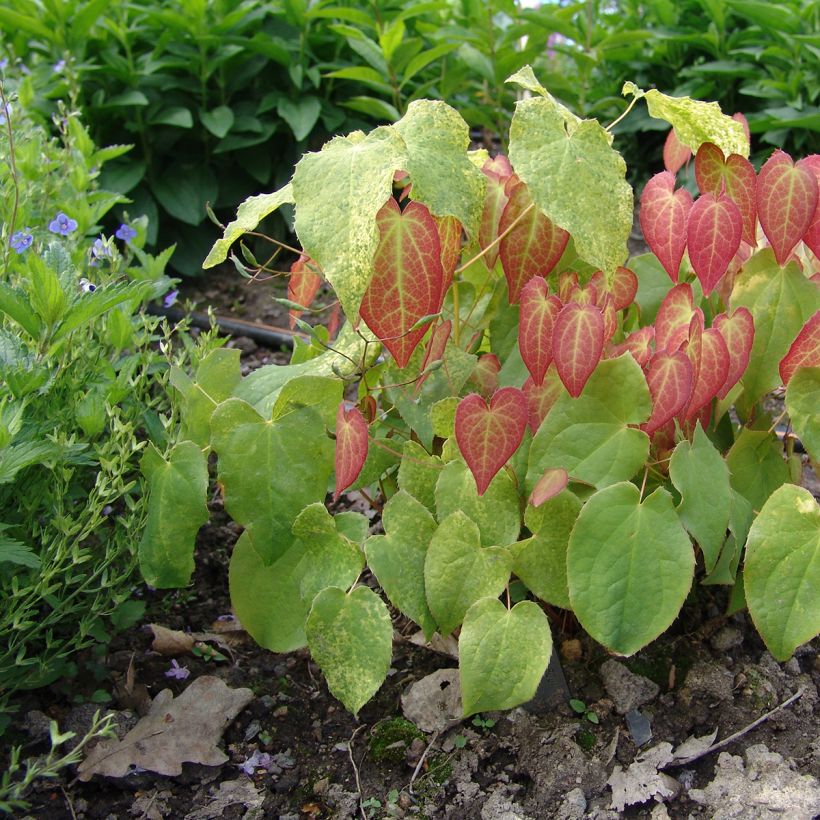 Jalokärsämö - Epimedium x rubrum (Kasvutapa)