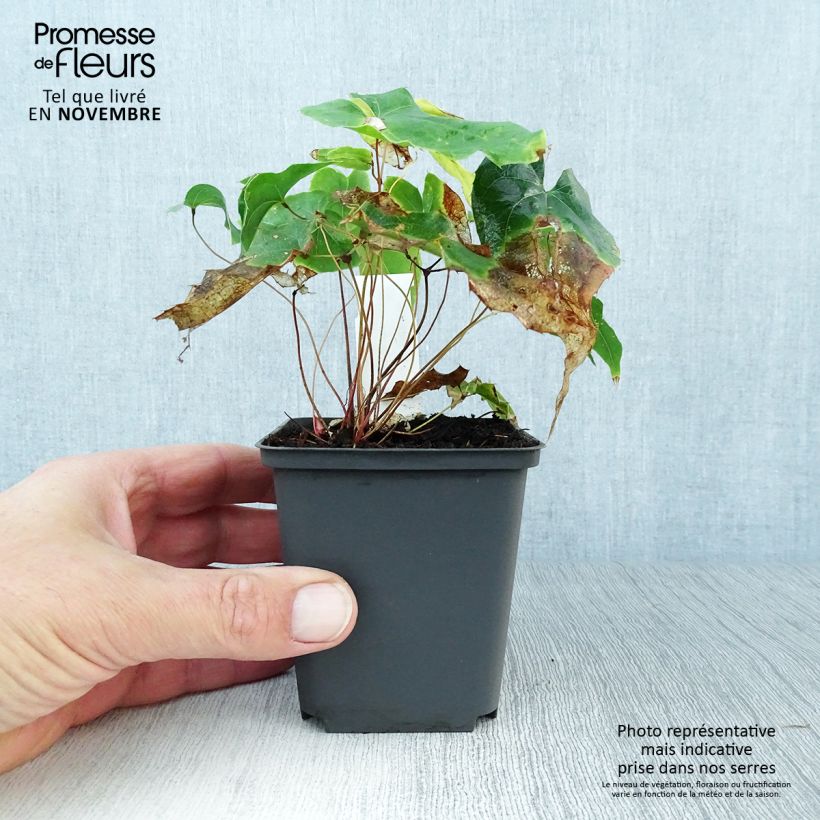 Esimerkki syksyllä toimitetusta Varjohiippa Wudang Star 8/9 cm taimiruukku-taimesta
