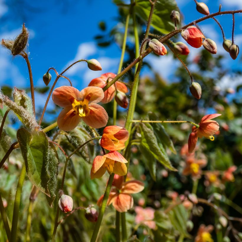 Varjohiippa - Epimedium x warleyense (Kukinta)