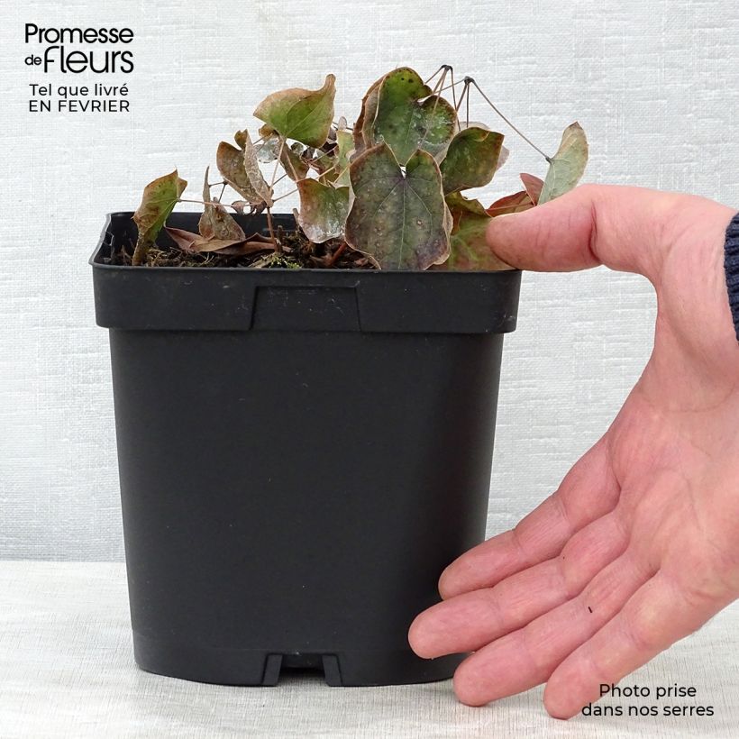 Esimerkki talvella toimitetusta Varjohiippa - Epimedium x warleyense Pot de 2L/3L-taimesta