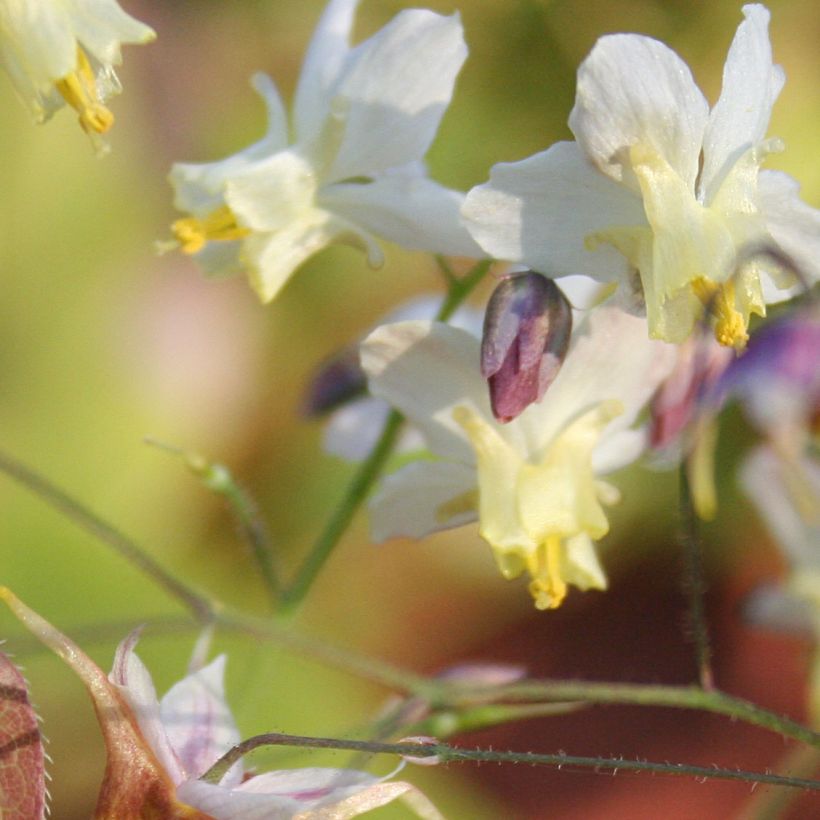 Varjohiippa Cupreum (Kukinta)
