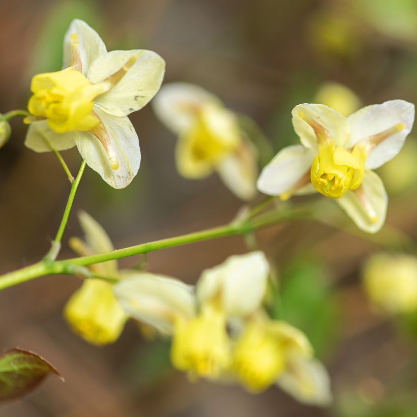 Varjohiippa Sulphureum (Kukinta)